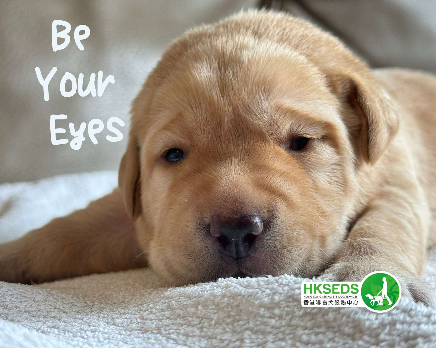 Be Your Eyes 導盲犬BB卡套 (D款)