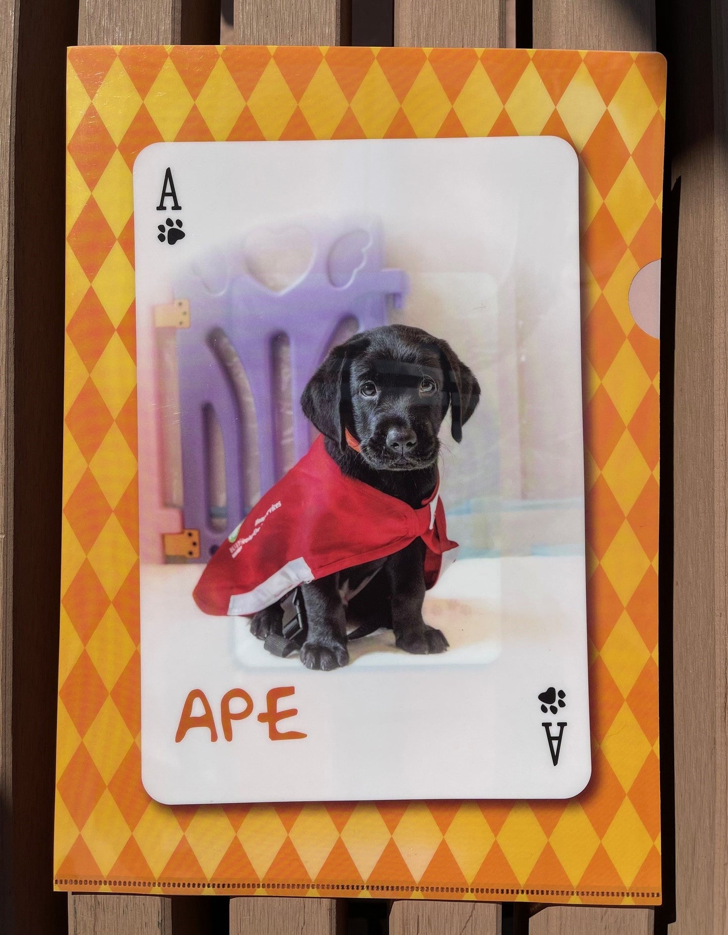 導盲犬文件夾 Seeing Eye Dog Folder
