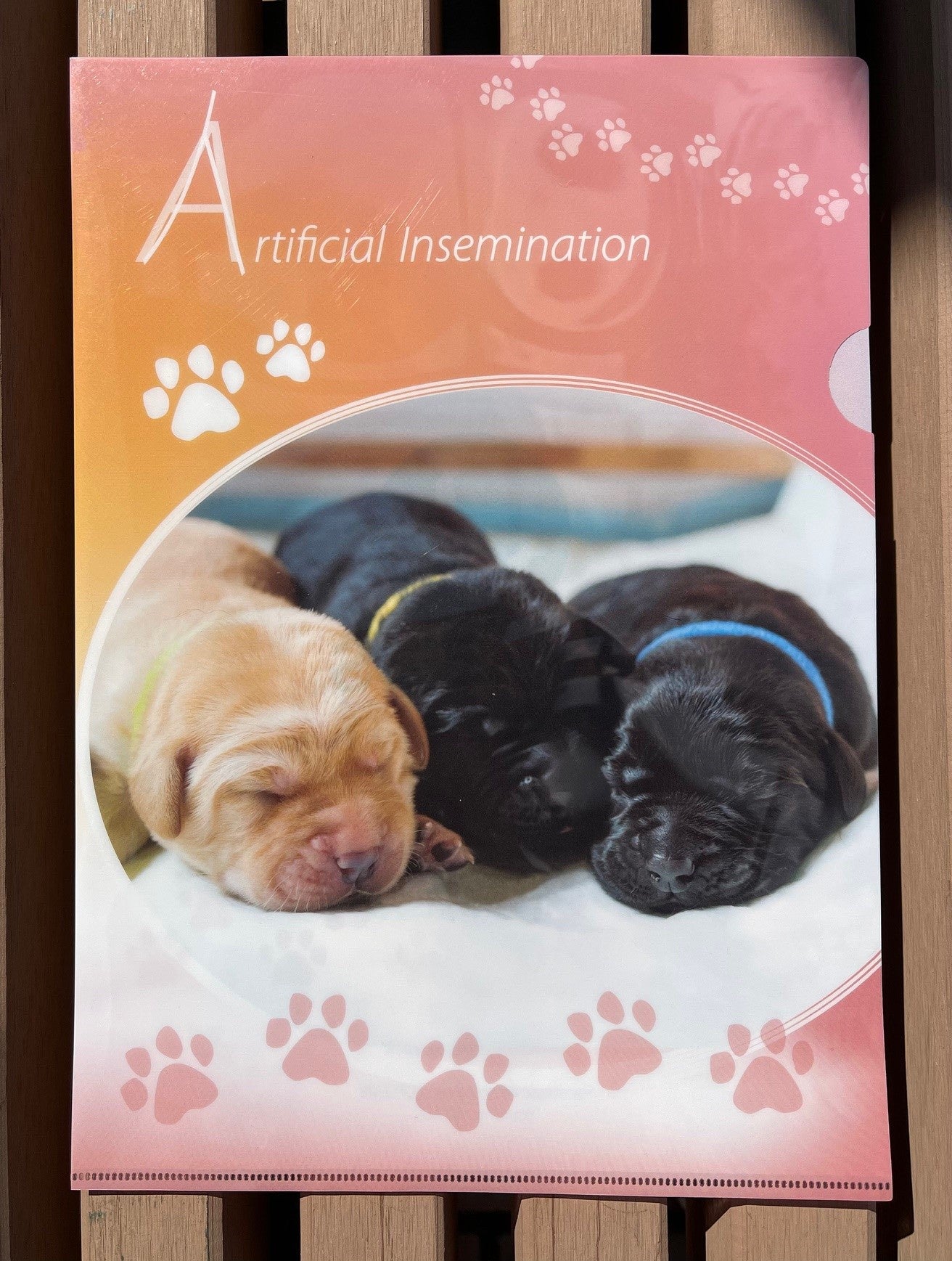 導盲犬文件夾 Seeing Eye Dog Folder