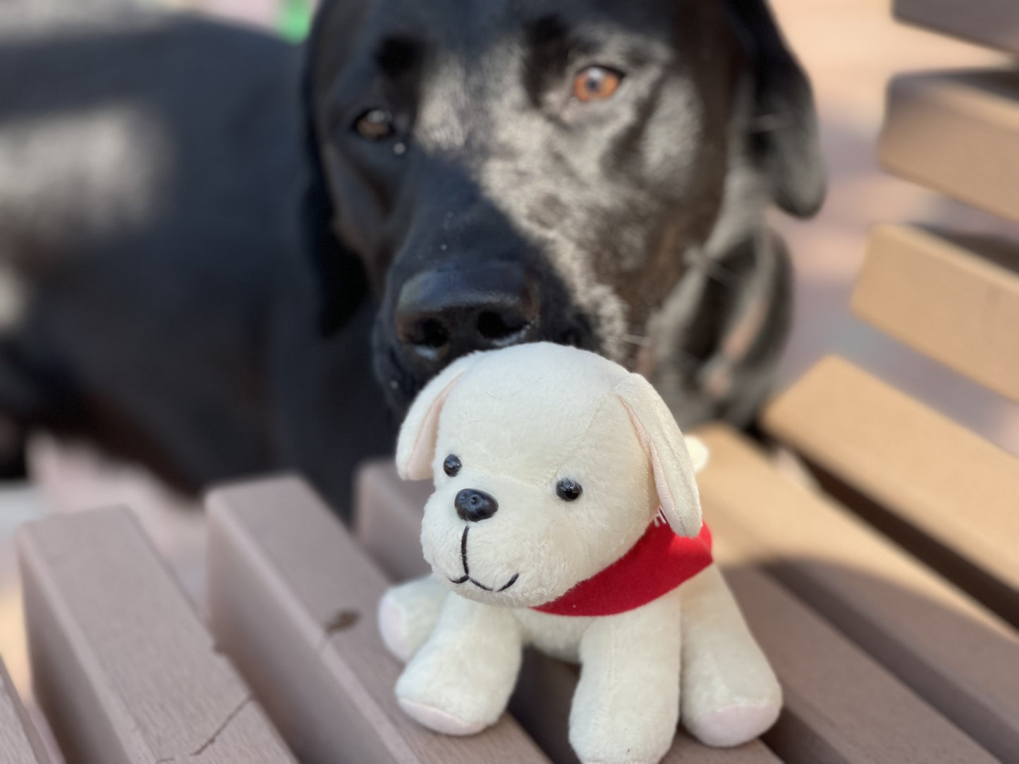 導盲犬公仔 Seeing Eye Dog Dolls