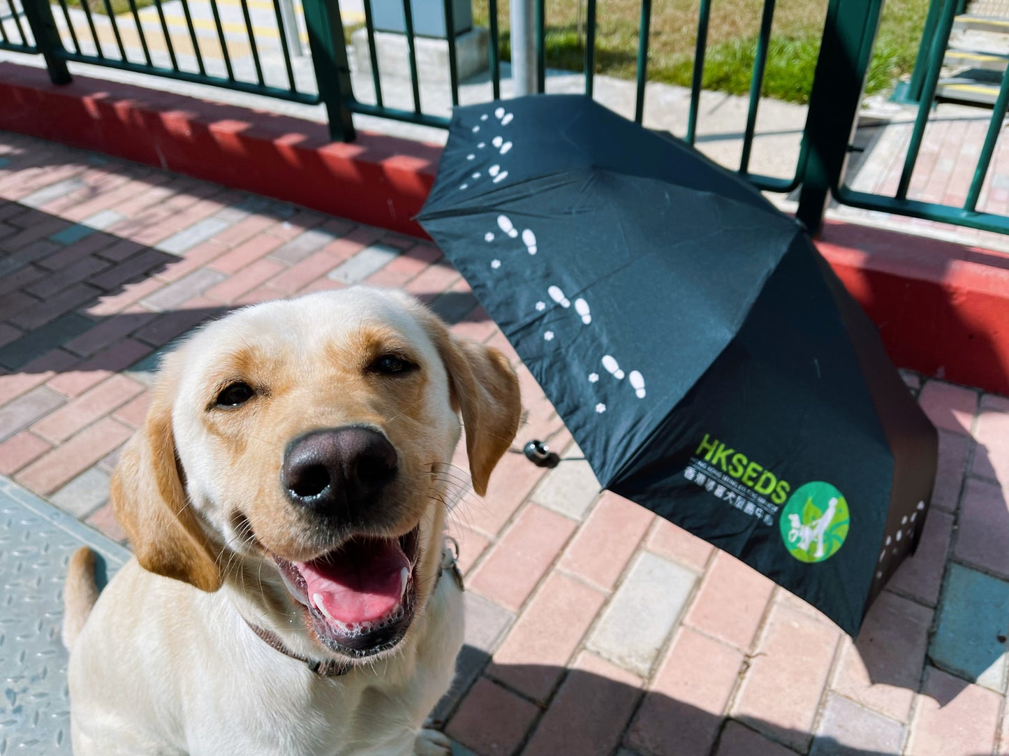 導盲犬雨傘 Seeing Eye Dog Umbrellas